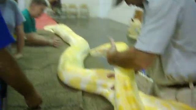 HUGE Albino Burmese Python 18 Feet смотреть онлайн