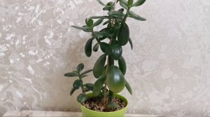 Первая обрезка денежного дерева (толстянки).