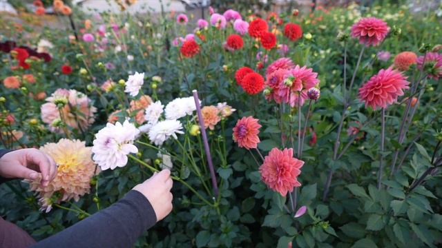 Dahlias: 2022 Dahlia and Cutting Garden Tour 👩🌾💐✂️ // Coast to Coast Home and Garden смотреть онлайн