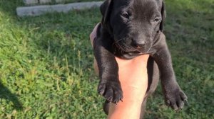 Щенки Питбуля 3 недели на прогулке.