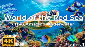 7 HRS Amazing Underwater World of the Red Sea - 4K Relaxation Video with Calming Music. Part 1