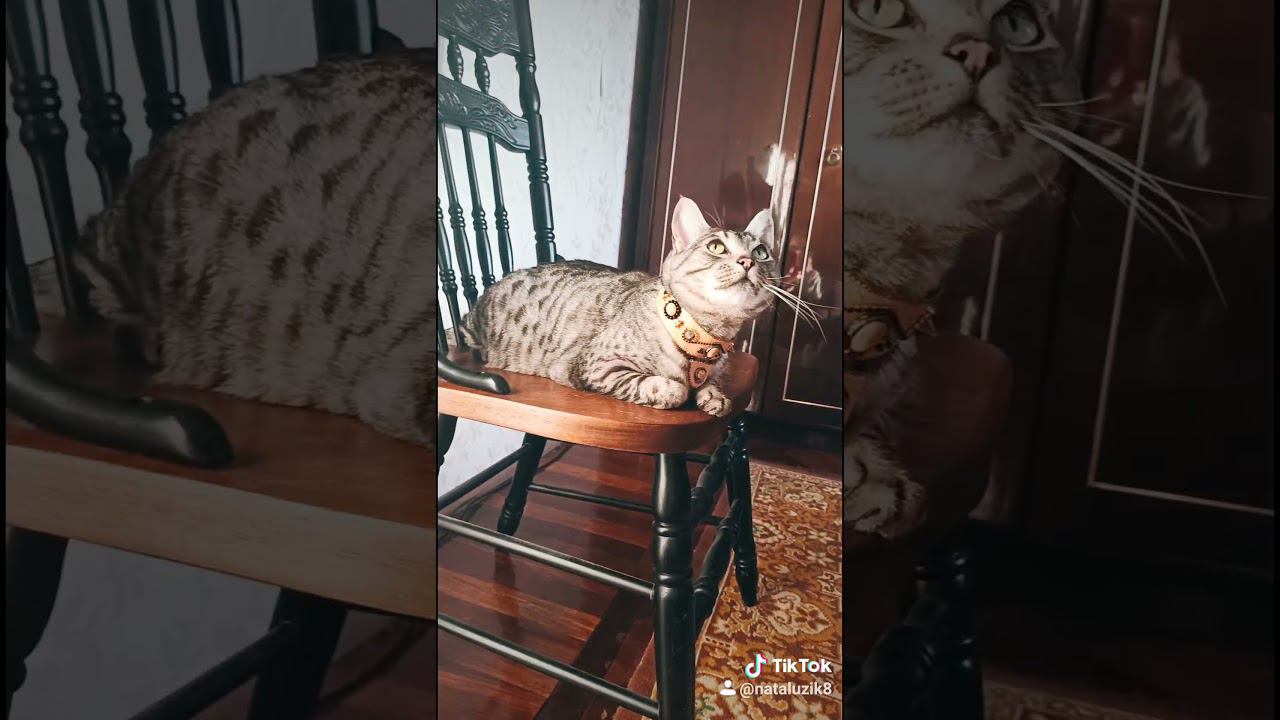 Украшения для кошки смотреть онлайн