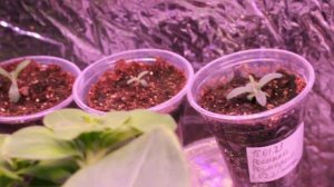 Розмарин из семян. Пикировка розмарина. Комнатные цветы. __Валентина Земскова.