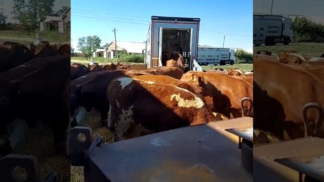 Племенные нетели Красной Датской породы прибыли в колхоз им Шаумяна, Ростовской области 6 смотреть онлайн