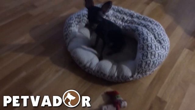 Русский той терьер - всё о породе собак! Уход и забота | Собака породы - русский той терьер смотреть онлайн