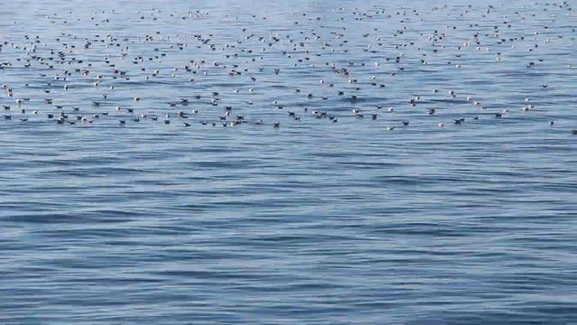 18 12 2019 тучи турецких сейнеров Кобулети Пик ловли хамсы Аджария Грузия смотреть онлайн