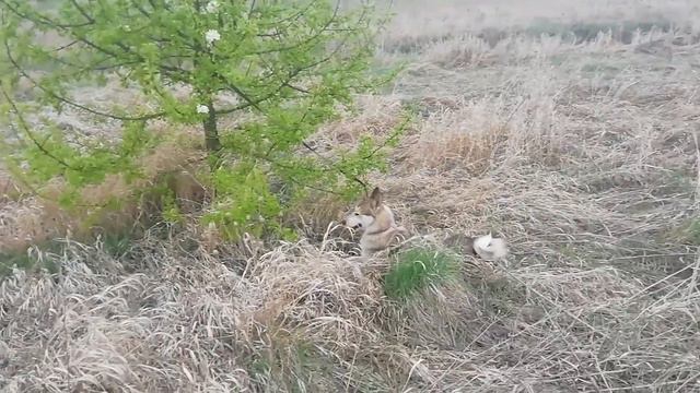 Испытания по медведю. смотреть онлайн