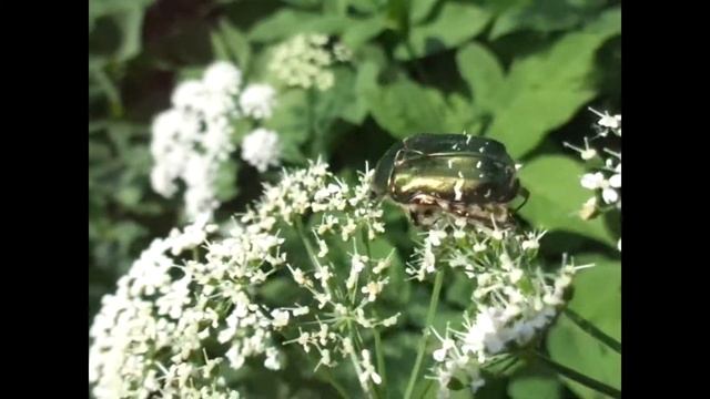 Жук-бронзовка на цветке сныти. Близ ст. Лианозово, лесополоса между Ж/Д путями и жил.домами. 2019 г смотреть онлайн