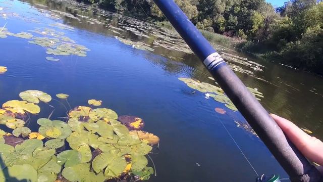 ТРОФЕЙНАЯ КРАСНОПЕРКА/ РЯЗАНСКАЯ ОБЛАСТЬ смотреть онлайн