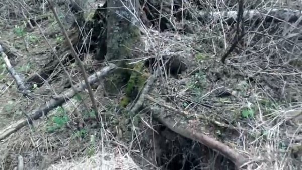 Берлога медведя.