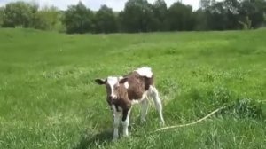 Рацион кормления телят в 2 месяца