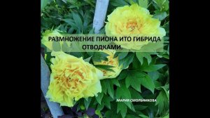 Размножение пиона ИТО гибрида отводками.