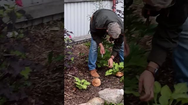 Выращиваем грибы на дачном участке 6 смотреть онлайн