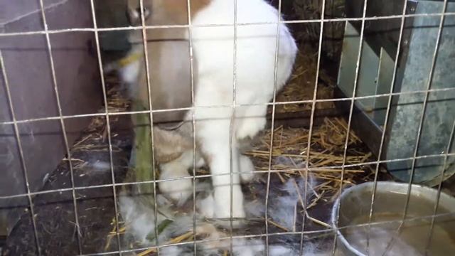 ?КРОЛЬЧИХА Ф. Б @ ГОТОВИТЬСЯ СТАТЬ МАМОЙ. смотреть онлайн