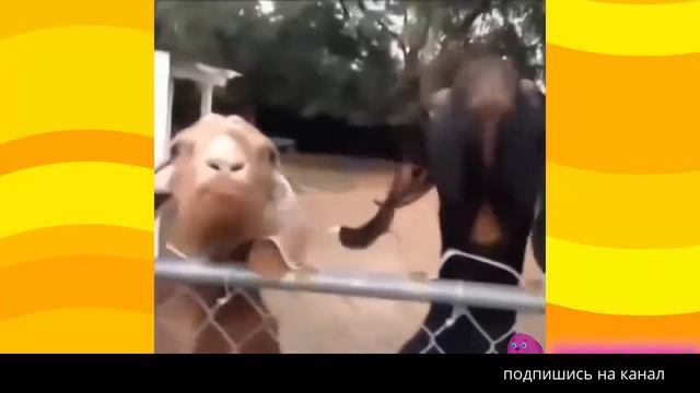 мега сборник веселых историй животных и их хозяек . cute dogs undress girls 08 смотреть онлайн