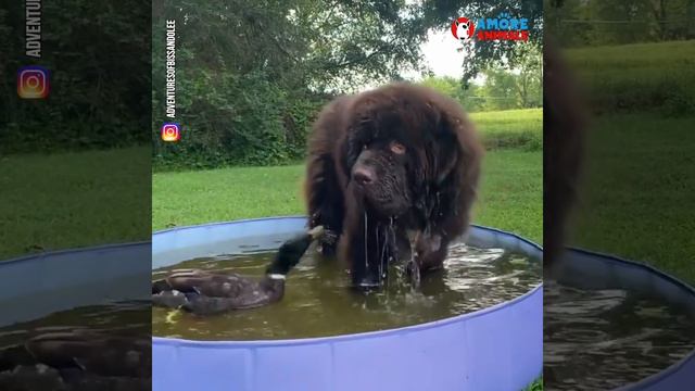 La grande amicizia animale tra un'anatra e un cane di ben 70 kg смотреть онлайн