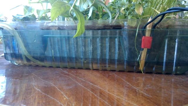 автоматический полив растений