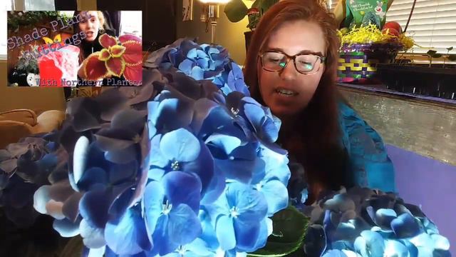 Hydrangea Care 101 смотреть онлайн