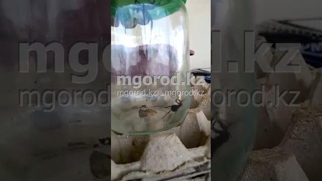 нашествие каракуртов смотреть онлайн