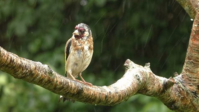 Bird Sounds Spectacular - Birds in The Spring Rain смотреть онлайн