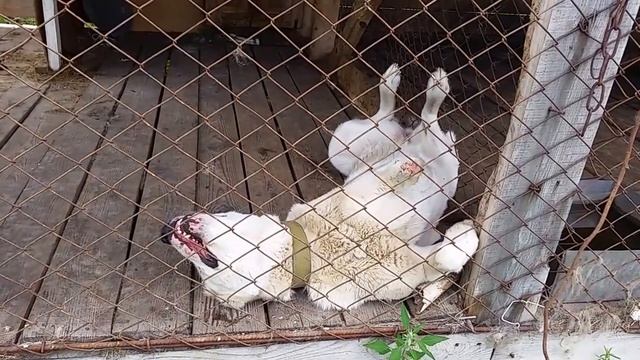 очень злая собака. алабай. смотреть онлайн