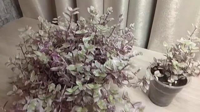 #КАЛЛИЗИЯрозовая. Будьте осторожны с поливом. смотреть онлайн