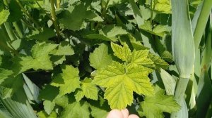 Хлороз на смородине.