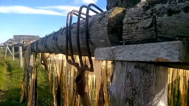 Белое море. Соловки. Ламинарии Муксалма. смотреть онлайн