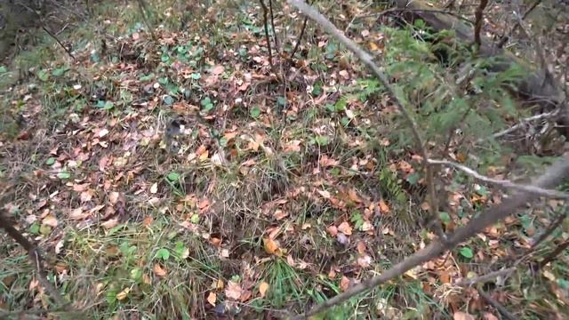 Охота на рябчика с подхода, интересные моменты с охот. Кировская обл