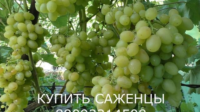 вкуснейший сорт очень раннего винограда СУПЕР ЭКСТРА смотреть онлайн