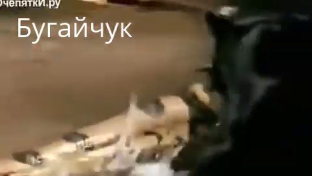 Пантера против анаконды смотреть онлайн