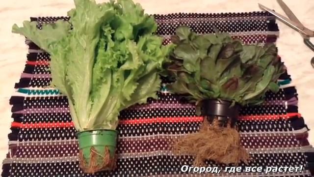 ЛИСТОВОЙ САЛАТ. Как вырастить и для чего.mp4 смотреть онлайн