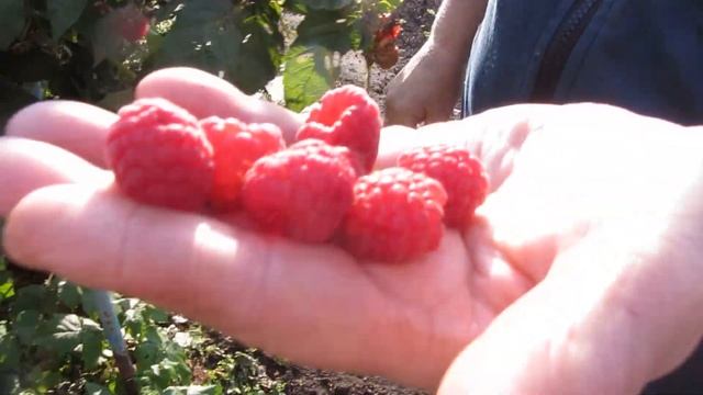 Не #вошедшее #видео#осени. смотреть онлайн