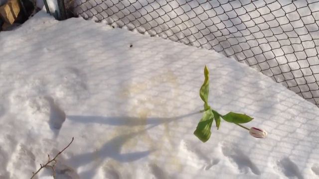 Локи Старлайт глава клана OПГ поздравляет самок с 8ым марта. смотреть онлайн