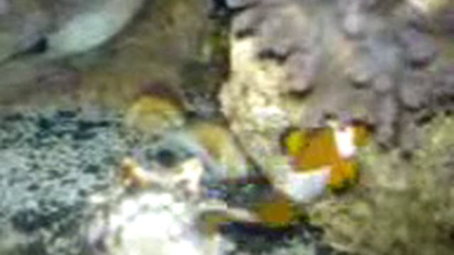 Happy Clown fish and my Anemone bonding Nemo смотреть онлайн