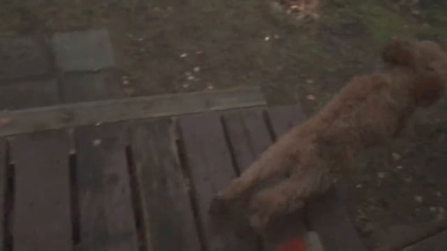 Пудель прыгает🐩 смотреть онлайн