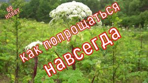 Простой способ избавиться от БОРЩЕВИКА на участке! НАВСЕГДА!