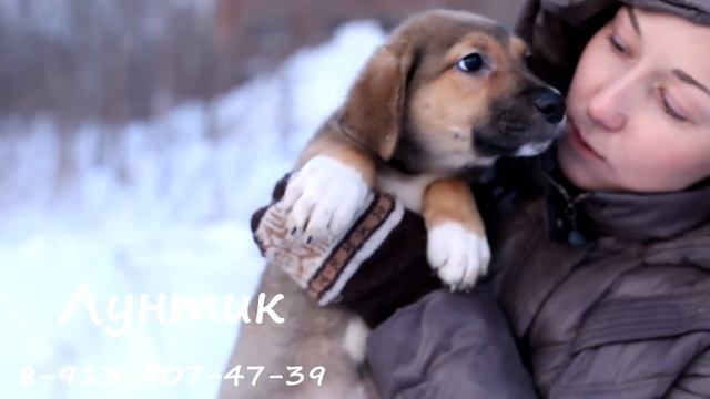 Щенок Лунтик смотреть онлайн