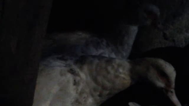 Утка французской селекции и Ч/Б селезень-размер птичек смотреть онлайн