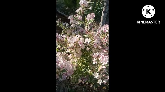 Вейгела Варигата #Shorts смотреть онлайн