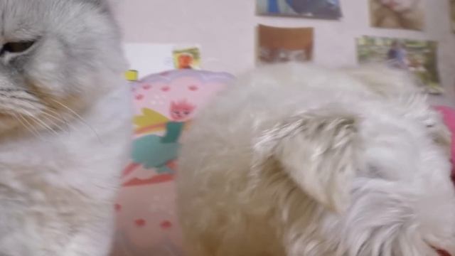 КОТ КЕВА В ШОКЕ ОТ ТАКОЙ ЕДЫ! ЧЕМ НЕЛЬЗЯ КОРМИТЬ КОТА? смотреть онлайн