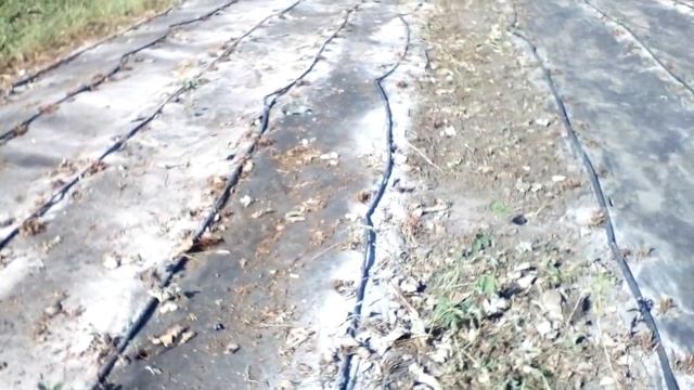 зола для клубники смотреть онлайн