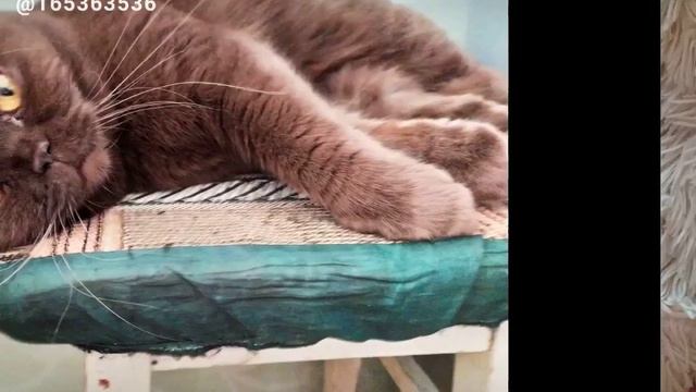 Тебе обязательно надо посмотреть это видео! Точно не пожалеешь!❤ #LIKE https://mobile.like-video.c смотреть онлайн