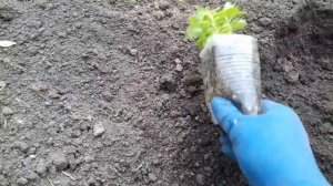 ВЫСАДКА РАССАДЫ ЦВЕТОВ В ОТКРЫТЫЙ ГРУНТ.ПРОДЛИЛА ЗОНУ С ИРИСАМИ.