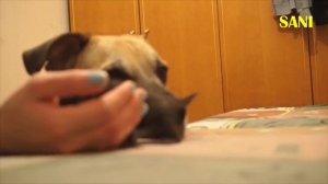 Спасение новорожденного котенка. Saving the newborn kitten (English subtitles) / SANI vlog