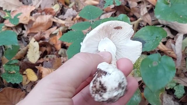 Zehirli mantarlar (Amanita phalloides var.alba)@doganinhazineleri смотреть онлайн