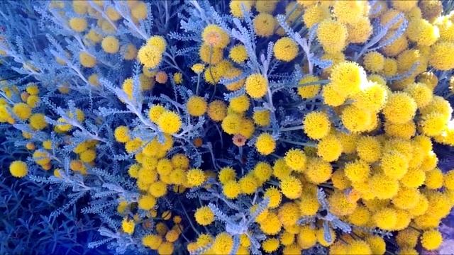 Фотообзор моего сада. Красивая презентация / Summer garden view смотреть онлайн