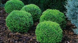 Туя Хозери (Hoseri) западная шаровидная — описание