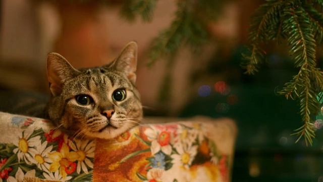 Грустный котик смотреть онлайн