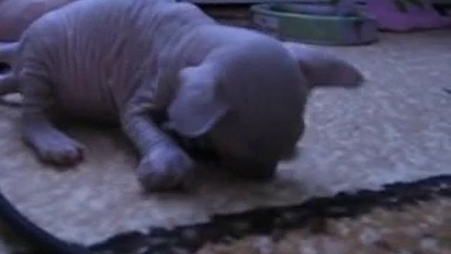 котята донского сфинкса смотреть онлайн